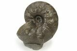 Triassic Ammonite (Ceratites nodosus) Fossil - Germany #240839-1